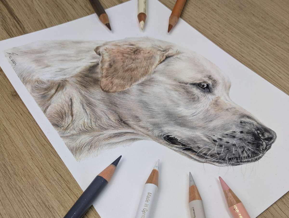 Realistisches Zeichnen mit Buntstift - Tiere zum Leben erwecken (Tag 2/2)