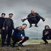 Zebrahead